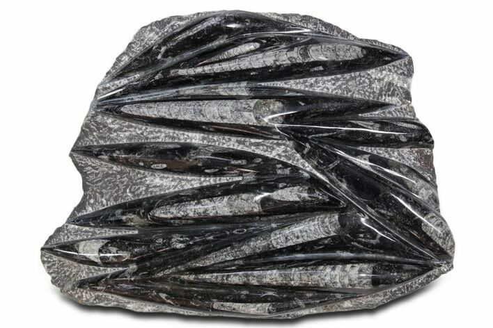 Polished Fossil Orthoceras (Cephalopod) Plate - Morocco #359578